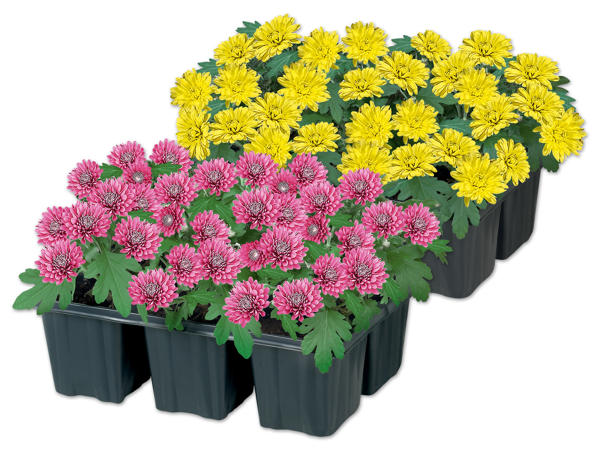 Chrysanthemen 6er Tray