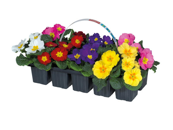 Primroses