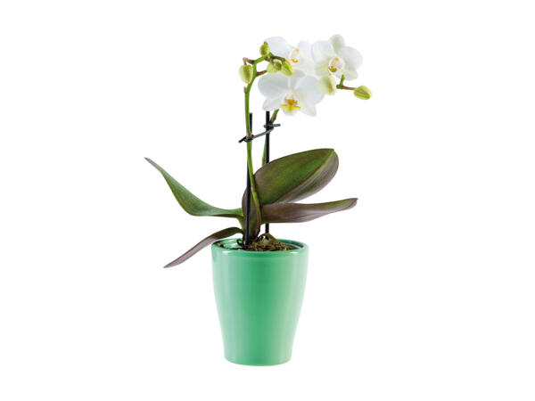Kleine Orchidee in Keramiktopf