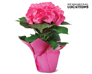 6" Azalea or Hydrangea