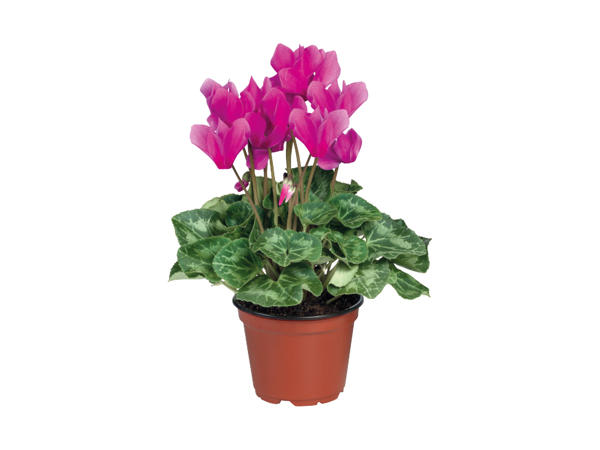 British Cyclamen