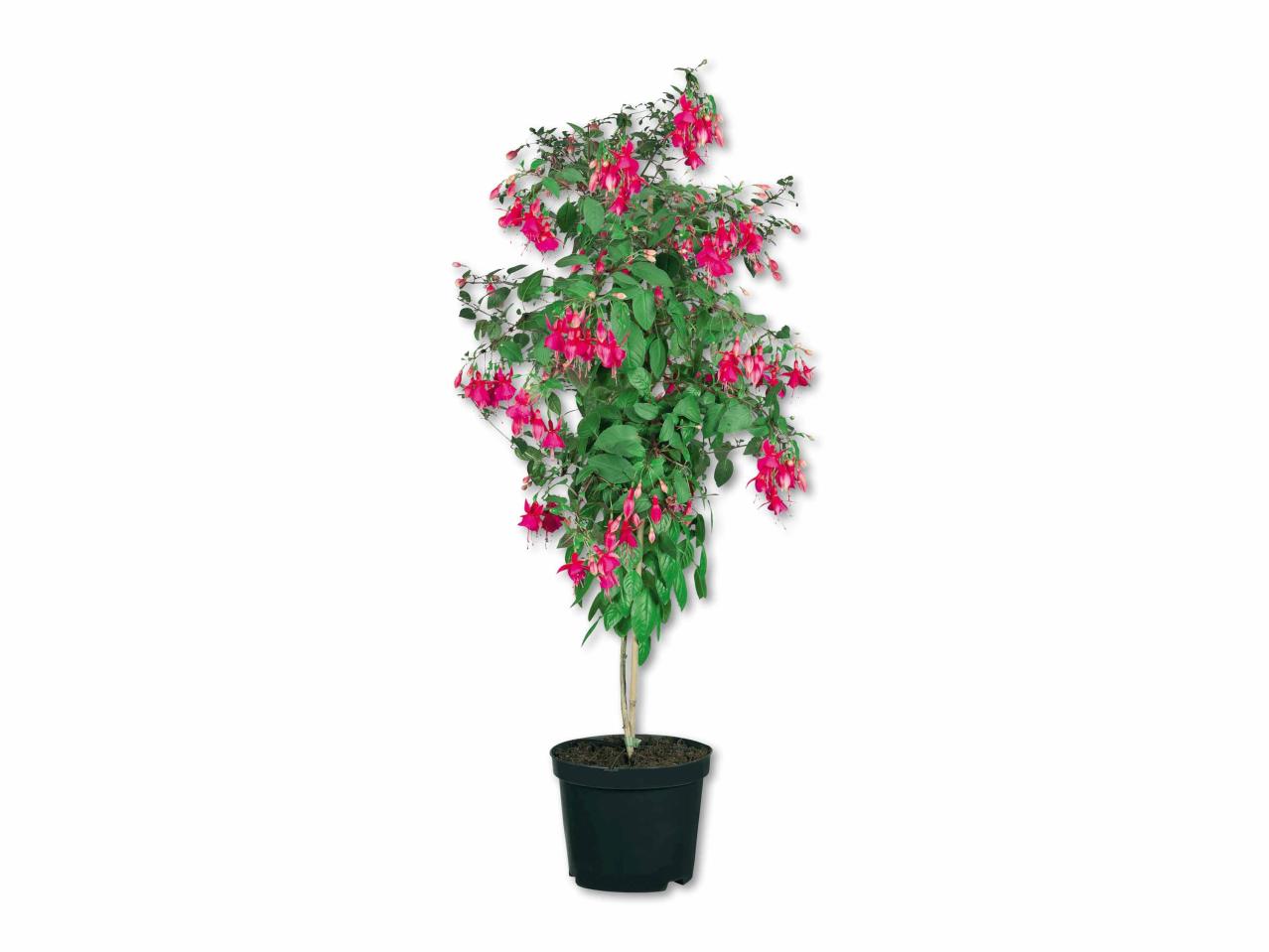 Fuchsia sur tige