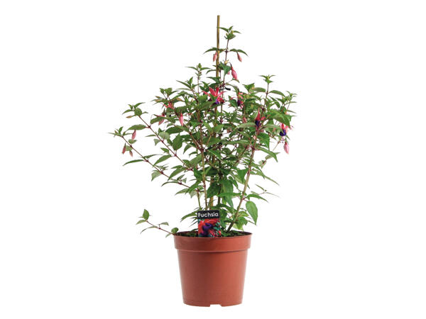 Fuchsia