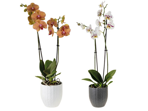 Orchidee 2-Trieber im Keramiktopf