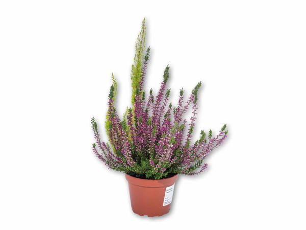 Erica Calluna Twin