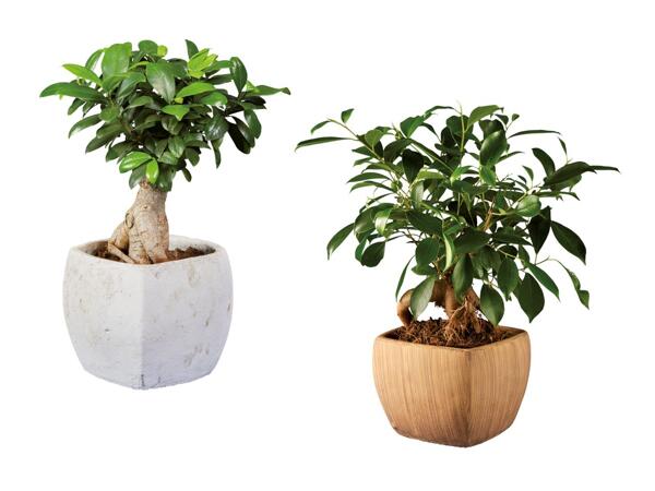 Ficus ginseng in vaso quadrato di ceramica
