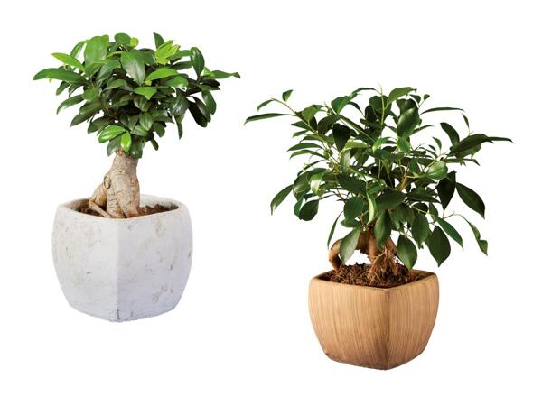 Ficus ginseng dans un pot en céramique carré