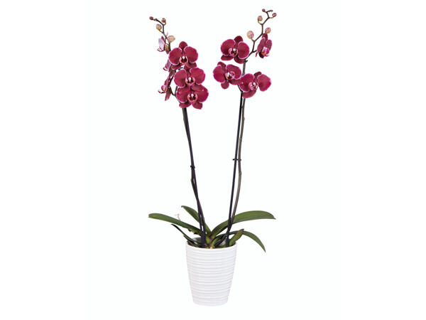 Orchidee Phalaenopsis in Keramiktopf