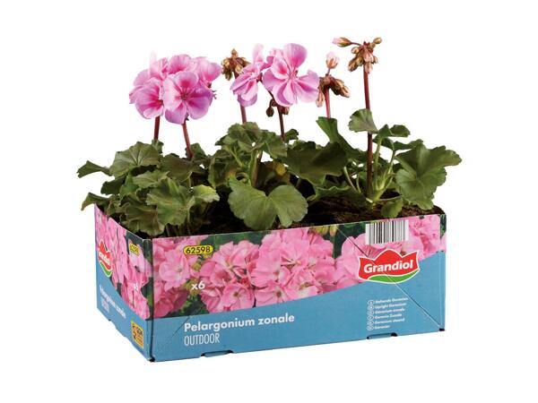 Pelargonie