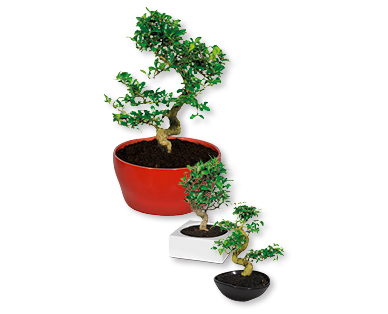 Bonsai