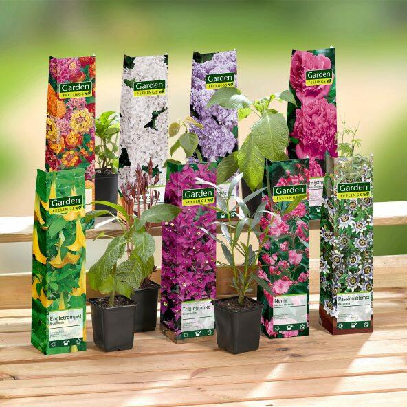 Staudeplanter