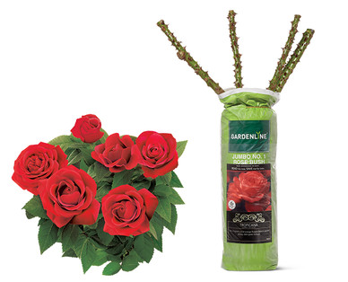 Gardenline Jumbo #1 Rose Bush