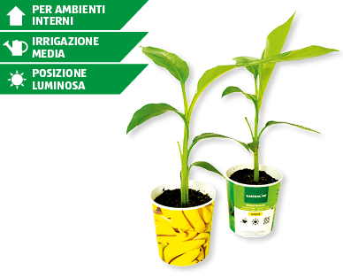 Musa Banana GARDENLINE(R)