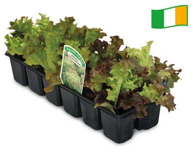 Irish Grow Your Own Veg
