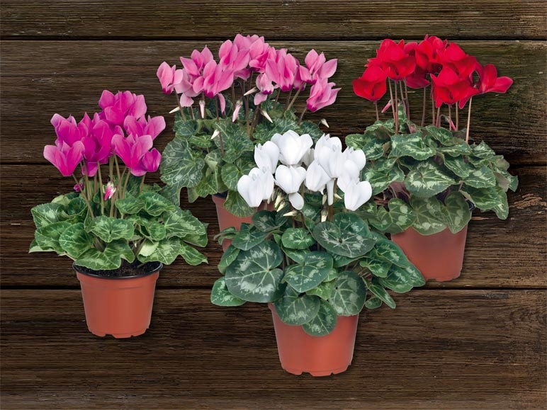 Cyclamens (dès 15.10.)