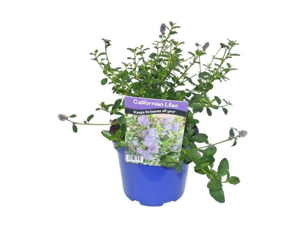 Californian Lilac