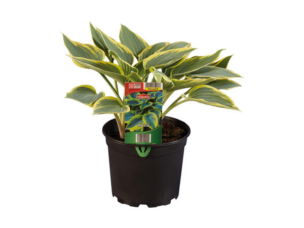 Hosta