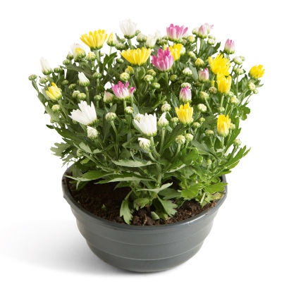 Chrysanthèmes