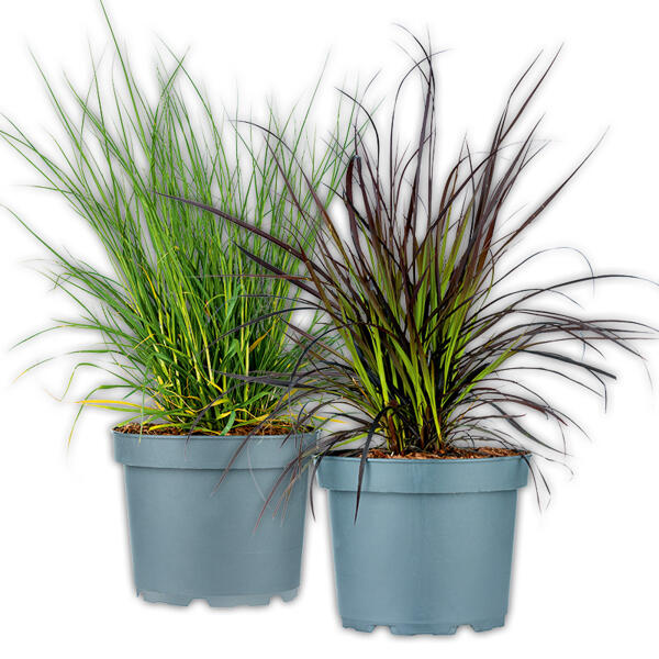 Lampenputzergras XL / Zebragras