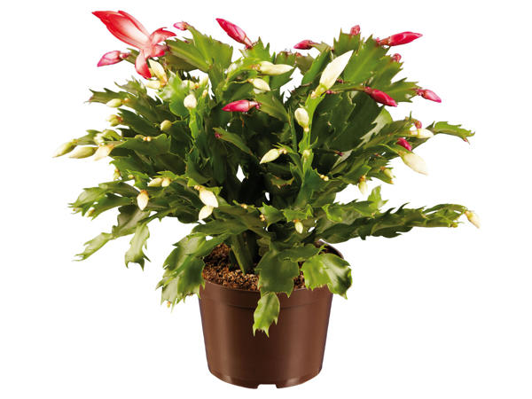 Schlumbergera Duo (Weihnachtskaktus)