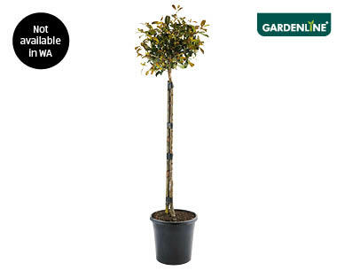 Standard Lilly Pilly 200mm