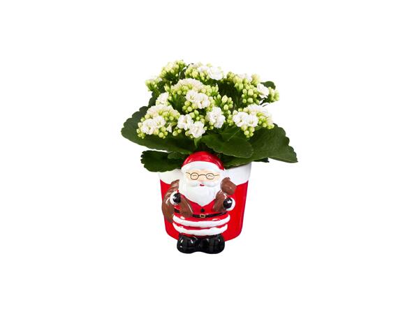 Pottery Christmas Figures with Kalanchoe