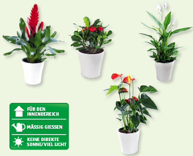 GARDENLINE(R) Exotische Blühpflanze