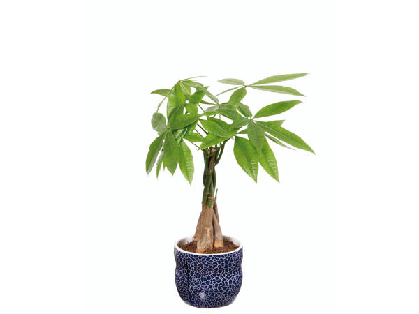 Plantes dans un pot en céramique