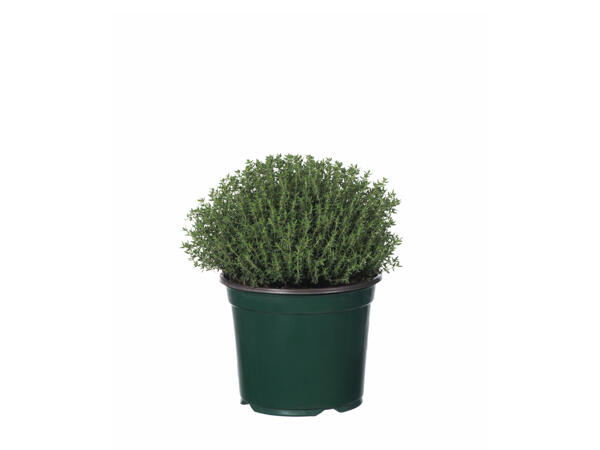 Aromatic Herbs