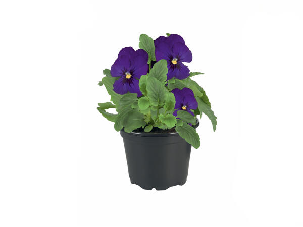 Violettes