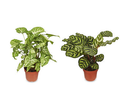 Assorted Indoor Plants 140mm