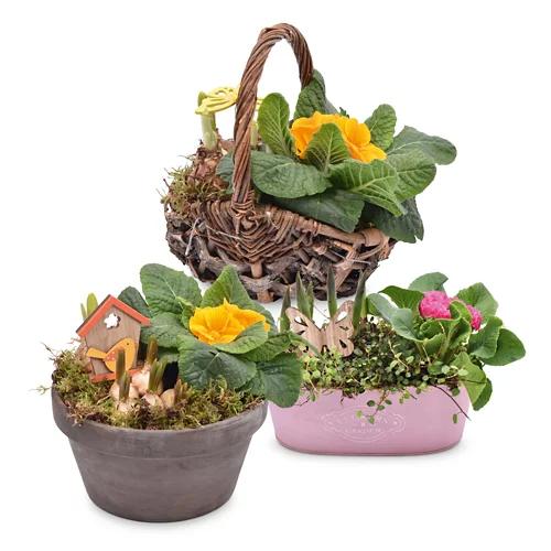 Bepflanzte Frühlings- und Valentinsarrangements
