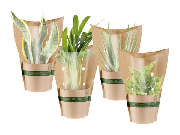 Mix green plants