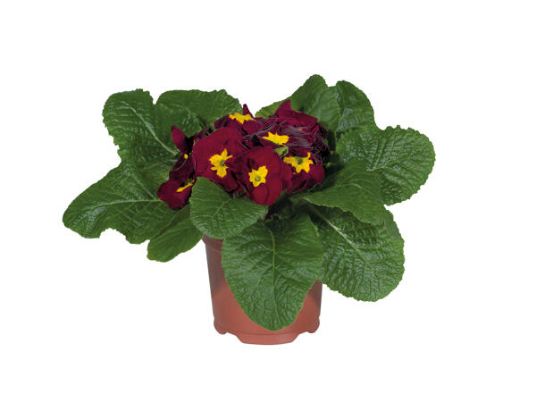 Primrose