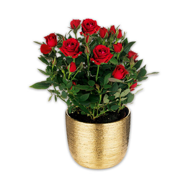 Großblumige Topfrose XL Blüten