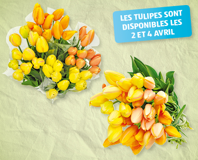 Tulipes françaises