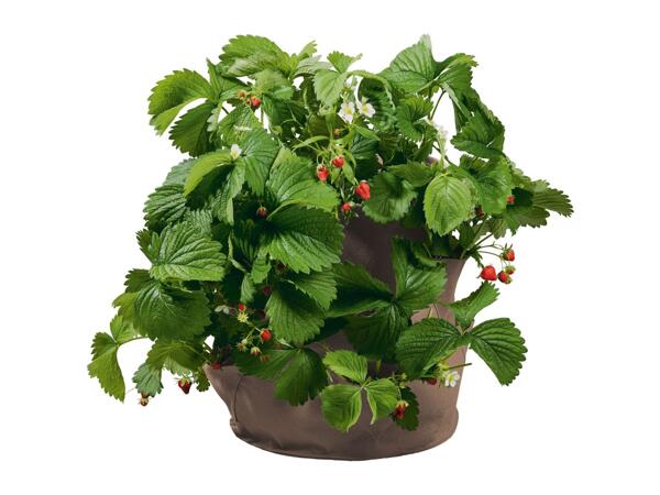 Parkside Strawberry Grow Bags - 2 Pack - Beige