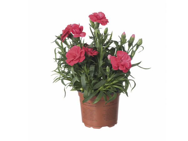 Dianthus