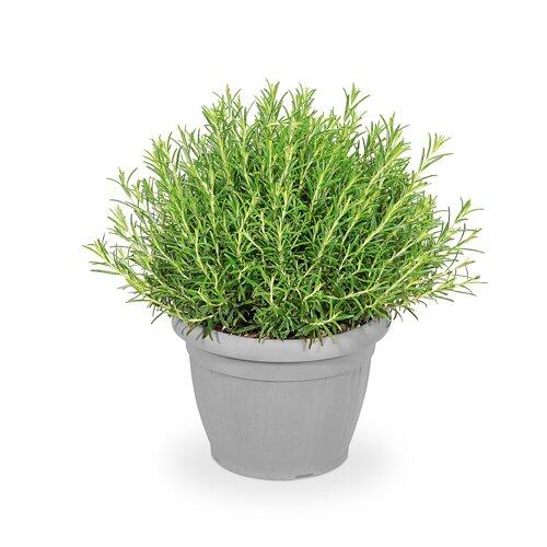 Rosmarin XXL