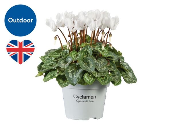 British Cyclamen