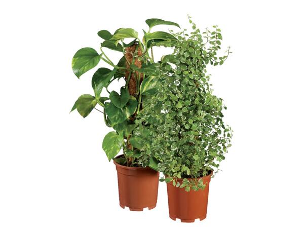 Green Plants