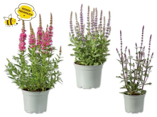 Staude „Bienenfreund"