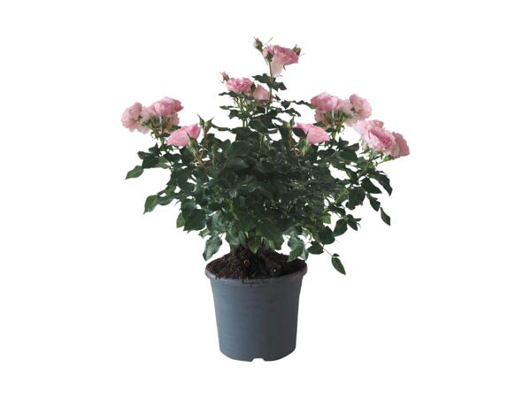 Haverose
