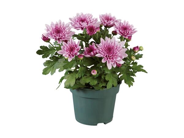 Krysantemum