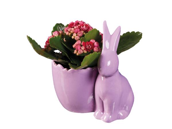 Easter Bunny with Kalanchoe