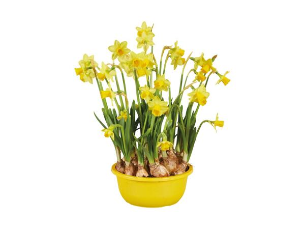 Blomstrende løgplanter