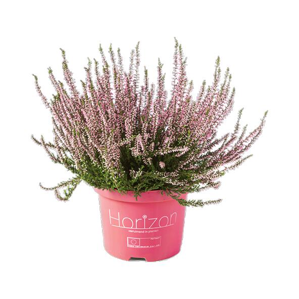 Heideplant