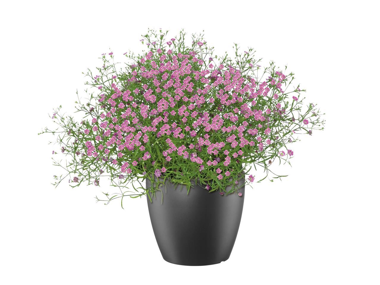 Florabest Plant Pot - Available from 30th April1