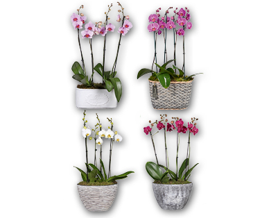 Arrangement d'orchidées