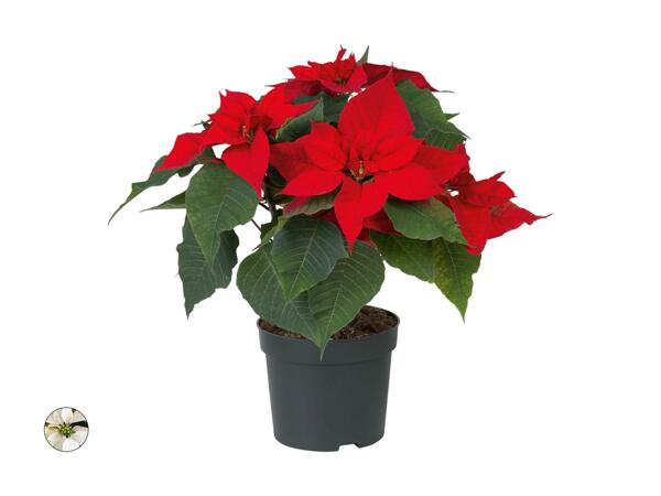 Poinsettia